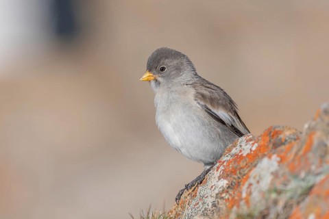 A young white snowfinch (Montifringilla nivalis) with grey feathers and a bright orange beak sits