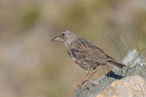 An Alpine Accentor (Prunella collaris) stands on a rocky surface beneath clear ski slopes. Its
