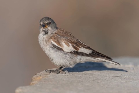 A white snowfinch (Montifringilla nivalis) stands on a rocky surface and displays its striking