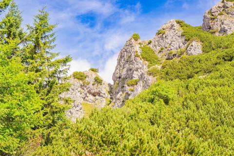 Rocky mountain landscape with trees under a blue sky and sunny weather, Herzogstand summit,