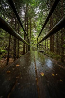 A narrow, wet wooden path leads through a dense forest, Lotharpfad, Black Forest, Germany
