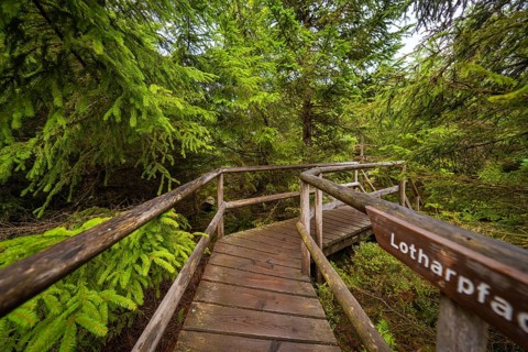 A wooden path with a name sign winds its way through dense, green forest, Lotharpfad, Black Forest,