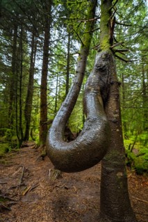 A tree with an unusual twisted shape stands in a green forest, Lotharpfad, Black Forest, Germany