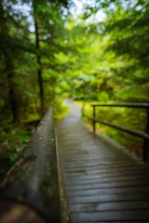 A blurred wooden path with handrail leads through a quiet forest full of green leaves, Lotharpfad,