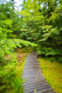 A close-up of pine needles with a blurred forest path in the background, Lotharpfad, Black Forest,