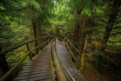 A winding footbridge with wooden railings winds its way through a mysterious forest, Lotharpfad,