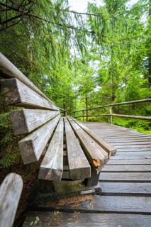 A wooden bench stands on a footbridge in the middle of a dense, green fir forest, Lotharpfad, Black