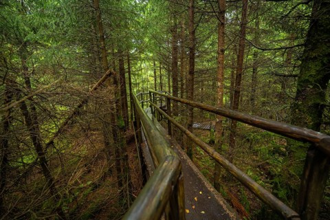 A narrow wooden path with railings leads through the dense forest, Lotharpfad, Black Forest,