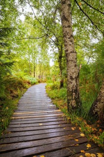 A wooden path leads through a green forest with birch trees and dense foliage, Lotharpfad, Black