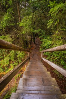 Wooden staircase leads down into a dense, green forest full of vegetation, Lotharpfad, Black