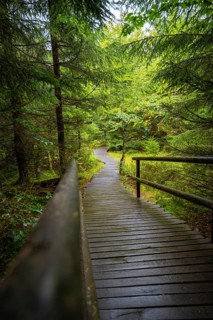 A winding wooden walkway leads quietly through a dense, green fir forest, Lotharpfad, Black Forest,