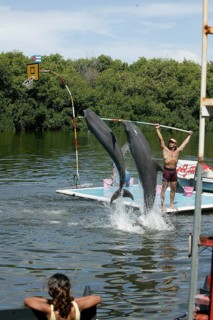Dolphin, Bottlenose dolphin (Tursiops truncatus), 2 animals performing tricks, Cuba, Caribbean,