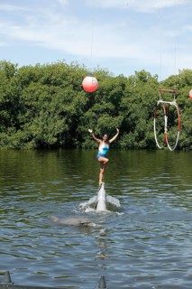 Dolphin, Bottlenose dolphin (Tursiops truncatus), performing tricks, Cuba, Caribbean, Central