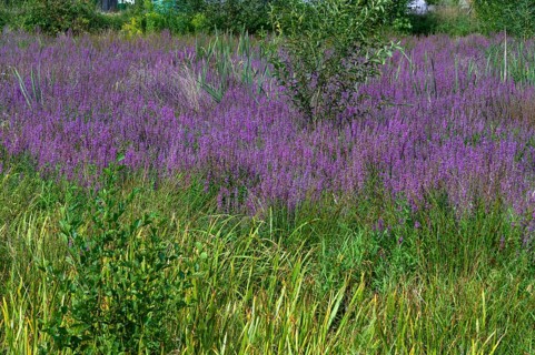 Purple loosestrife (Lythrum salicaria) in a dry carp pond, Eckental, Middle Franconia, Bavaria,