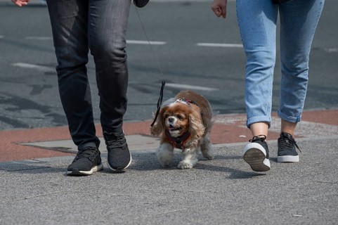 Dog walking in the city, Bavaria, Germany