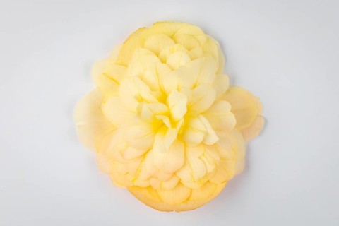 Yellow begonia flower (Begonia) on a white background