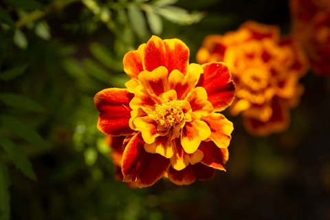 Bright orange flower of Tagetes (Tagetes) in close-up under sunlight, Neunkirchen, Lower Austria,
