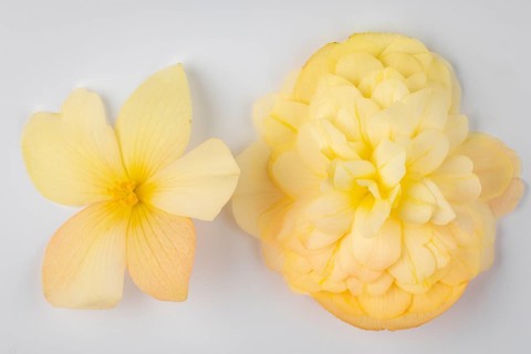 Two yellow begonia flowers on a white background