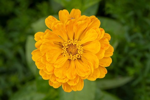 Yellow zinnia (Zinnia elegans) in full bloom on a blurred green background, Neunkirchen, Lower