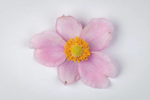 Pink flower of the autumn anemone (Anemone hupehensis) on a white background