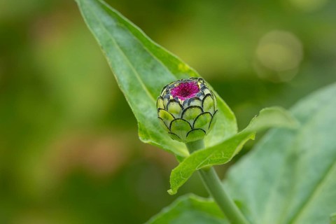 Small bud of zinnia (Zinnia elegans) with green leaves and pink tip in the garden, Neunkirchen,