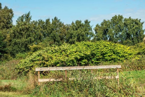 Flowering Japanese Knotweed (Fallopia Japonica), an invasive piece on a meadow in Ystad, Skåne