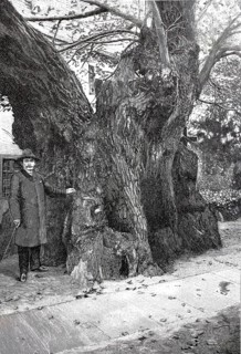 The Kaditz lime tree in 1890, a natural monument in the churchyard of the Emmaus Church in Kaditz,