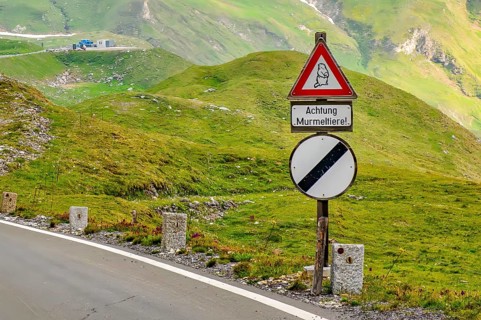 Traffic sign Warning sign Warning for road users Attention marmots, below traffic sign all