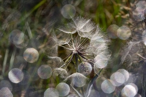 Meadow hickory (tragopogon orientalis) with beautiful bokeh in a meadow, summer, macro photography,