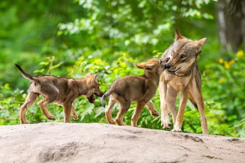 Eurasian wolf (Canis lupus lupus) mother playing with her cubs (youngster) on a little sand hill in