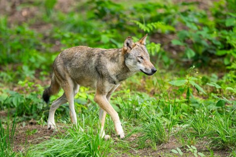 Eurasian wolves (Canis lupus lupus), walking in the forest, Hesse, Germany
