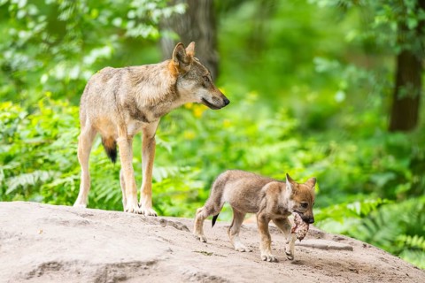 Eurasian wolf (Canis lupus lupus) mother playing with her cub (youngster) on a little sand hill in