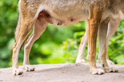 Eurasian wolf (Canis lupus lupus), teats, milk, detail, Hesse, Germany