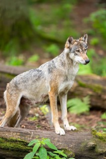 Eurasian wolf (Canis lupus lupus) standing on an old tree trunk in a forest, Hesse, Germany