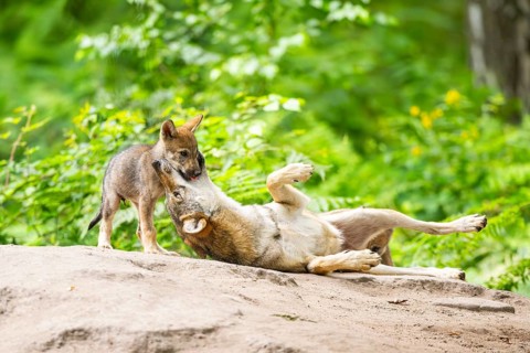 Eurasian wolf (Canis lupus lupus) mother playing with her cub (youngster) on a little sand hill in