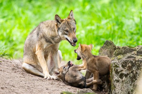Eurasian wolf (Canis lupus lupus) morther playing with her cubs (youngster) on a little sand hill