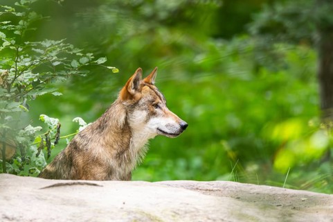 Eurasian wolf (Canis lupus lupus) in a forest, Hesse, Germany