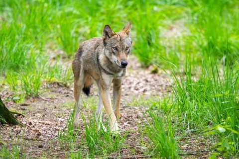 Eurasian wolves (Canis lupus lupus), walking in the forest, Hesse, Germany