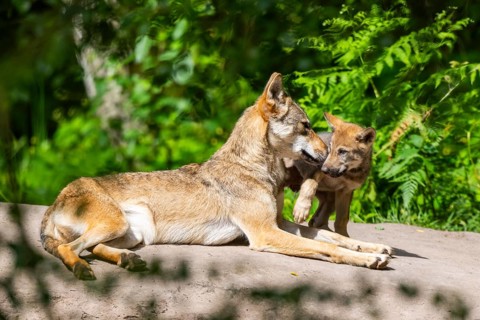 Eurasian wolf (Canis lupus lupus) mother playing with her cub (youngster) on a little sand hill in
