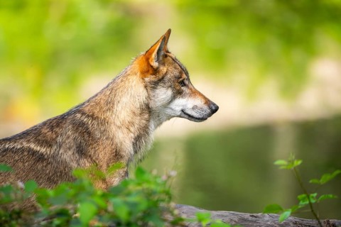 Eurasian wolf (Canis lupus lupus) in a forest, potrait, Hesse, Germany