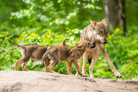 Eurasian wolf (Canis lupus lupus) mother playing with her cubs (youngster) on a little sand hill in