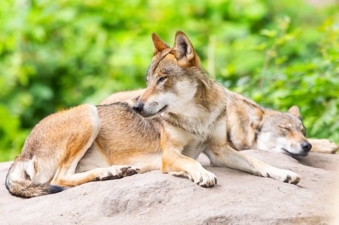 Eurasian wolf (Canis lupus lupus) lying on a little sand hill in the forest, Hesse, Germany