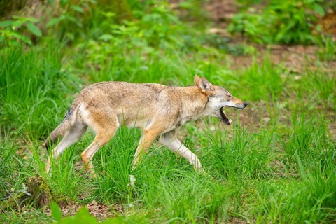 Eurasian wolves (Canis lupus lupus), walking in the forest, Hesse, Germany