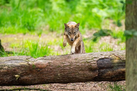 Eurasian wolf (Canis lupus lupus) jumping over a tree trunk in a forest, Hesse, Germany