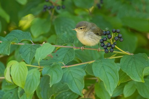 A chiffchaff (Phylloscopus collybita), young bird, sitting on a branch with berries, Common Dogwood