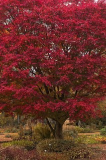 Fan maple (Acer palmatum) with intense red autumn foliage in the Botanical Garden, Krefeld