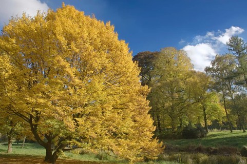 Autumn tree with bright yellow foliage against a blue sky, Greiffenhorstpark, Krefeld