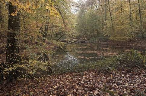 Autumnal forest by a pond with colourful foliage and a peaceful atmosphere, Krefeld city forest