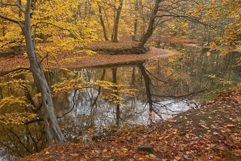 Forest scenario with autumn leaves and reflecting water surfaces, Krefeld city forest
