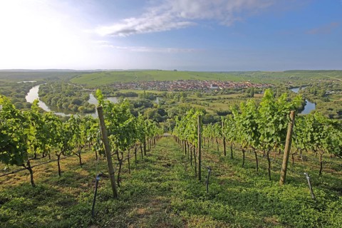 Mainschleife and vineyards with vines, wine-growing area, Main, river bend, view, landscape,